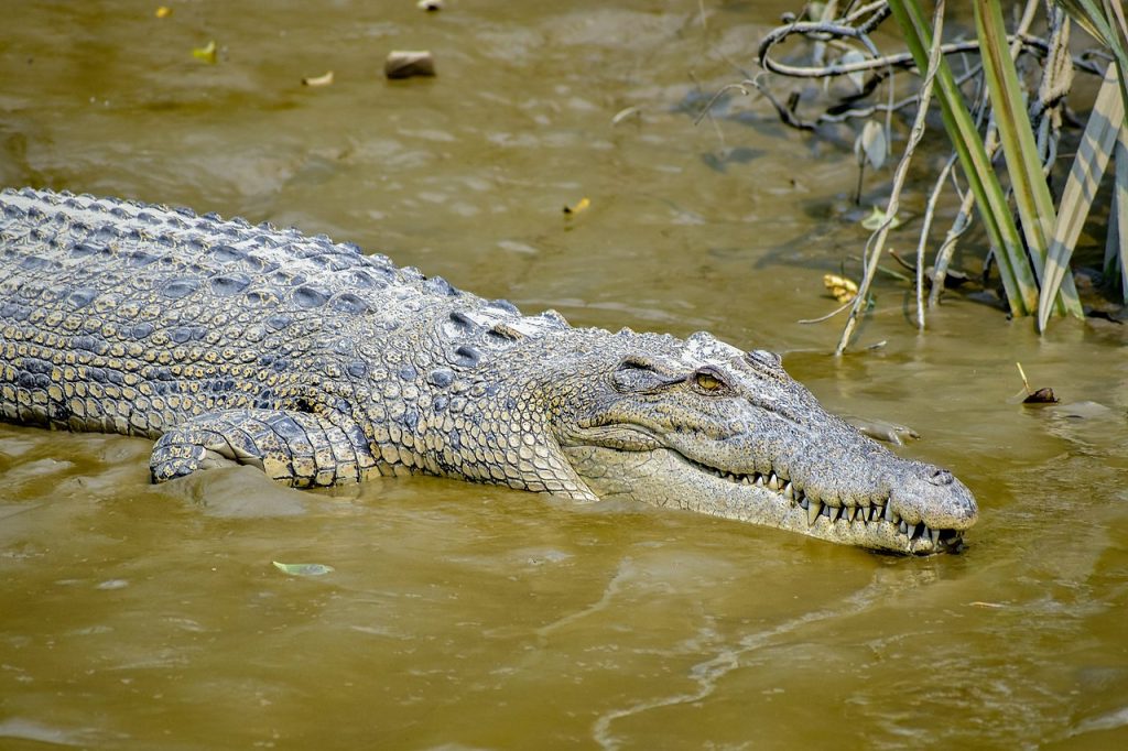 Saltwater_Crocodiles
