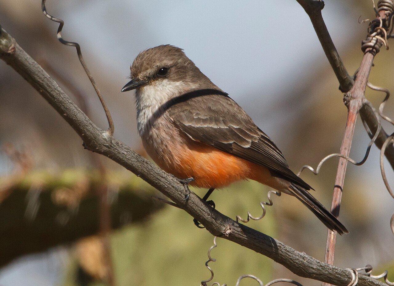 -Vermillion-flycatcher-