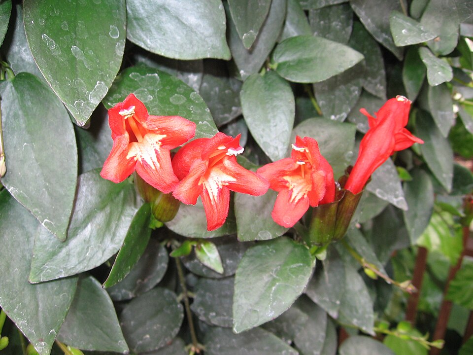 lipstick plant