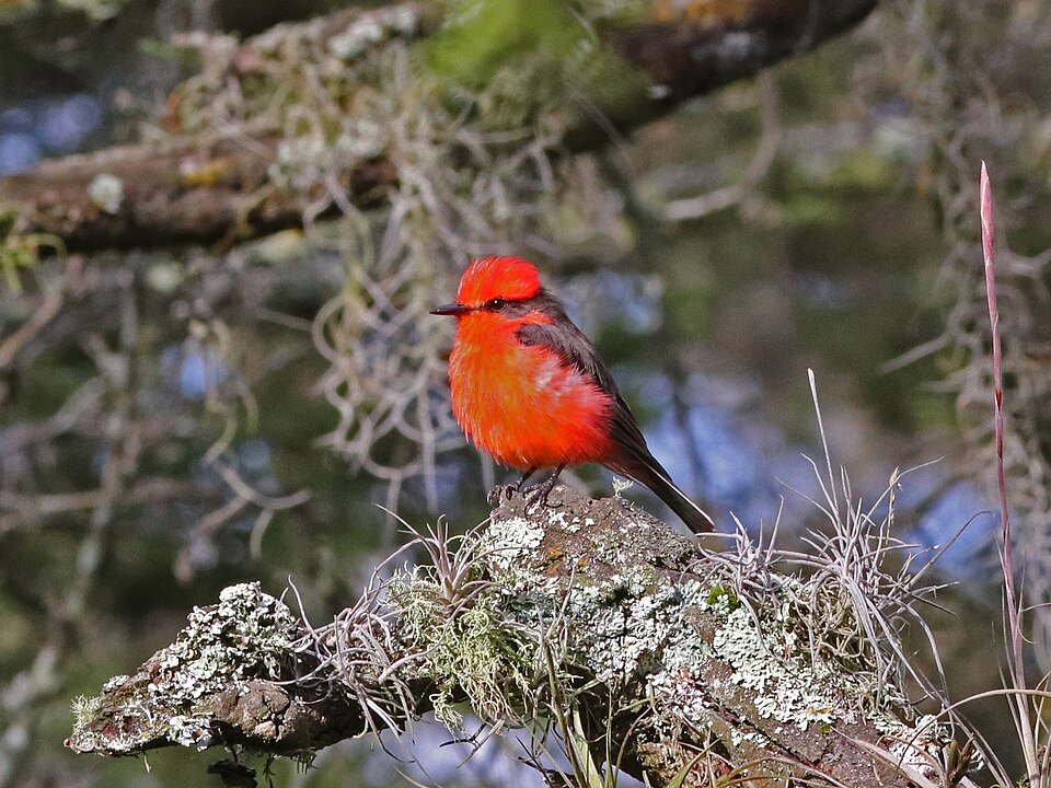 Vermilion_Flycatcher_
