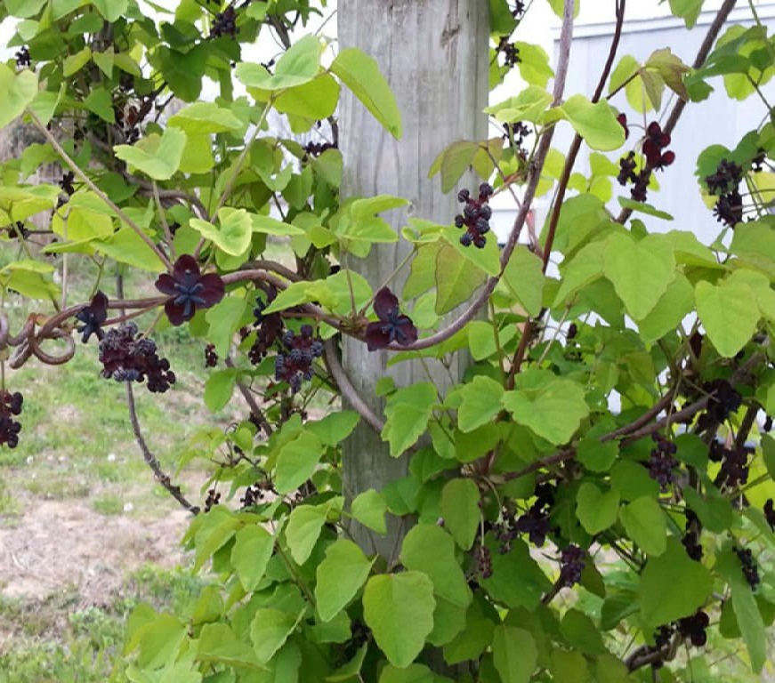 Chocolate Vine (Akebia quinata)