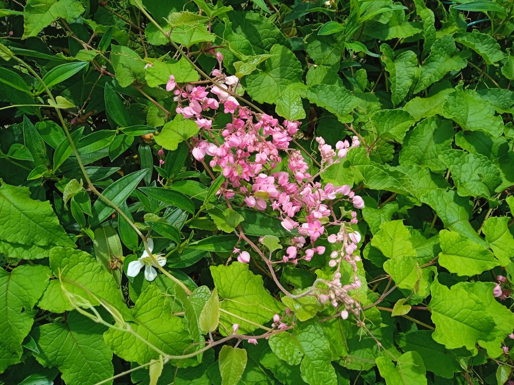 Coral Vine (Antigonon leptopus)