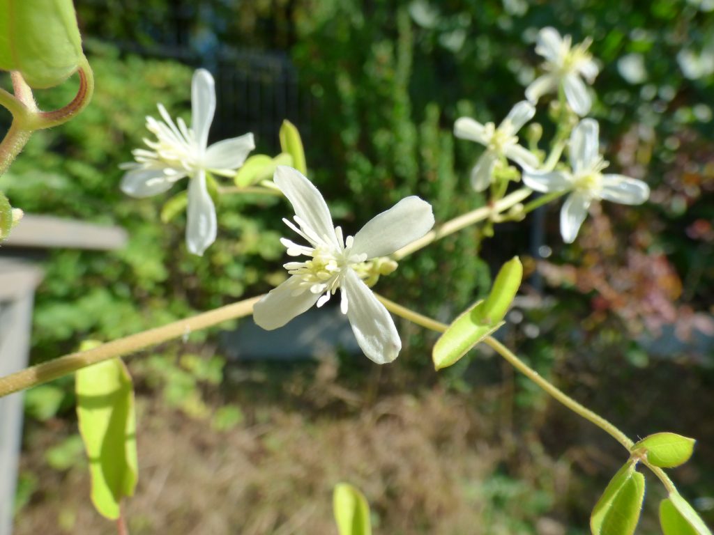Sweet Autumn Clematis (Clematis terniflora)