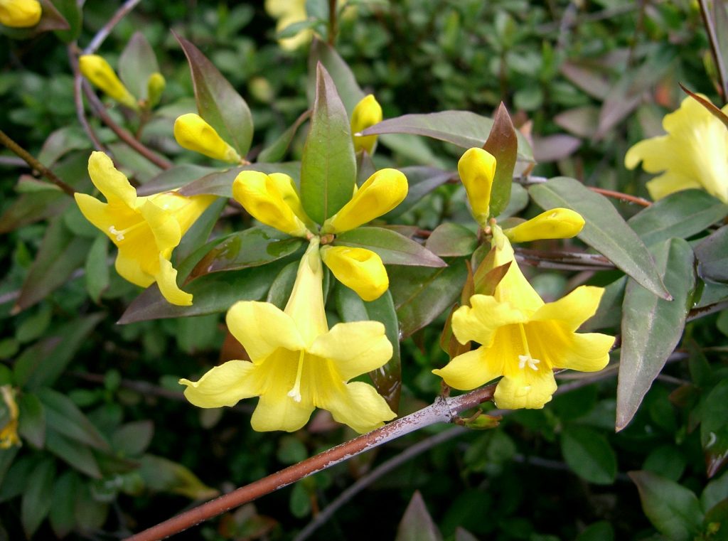 Carolina Jessamine (Gelsemium sempervirens)
