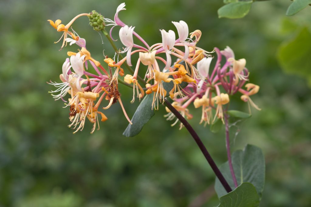Japanese Honeysuckle (Lonicera japonica)