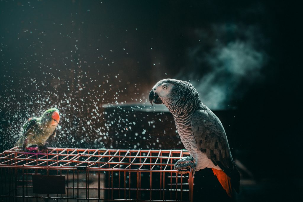 African Grey Parrots