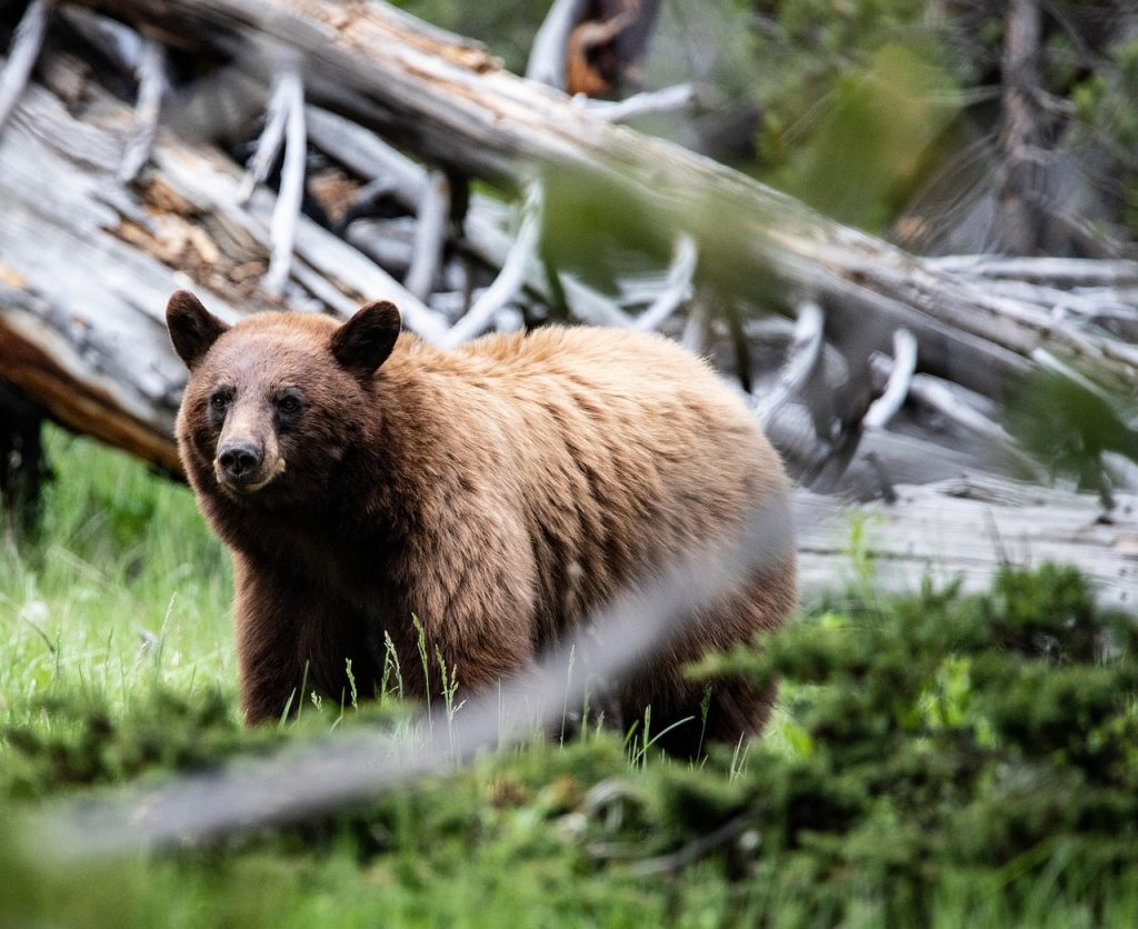 Yellowstone grizzly bear meadow fall”