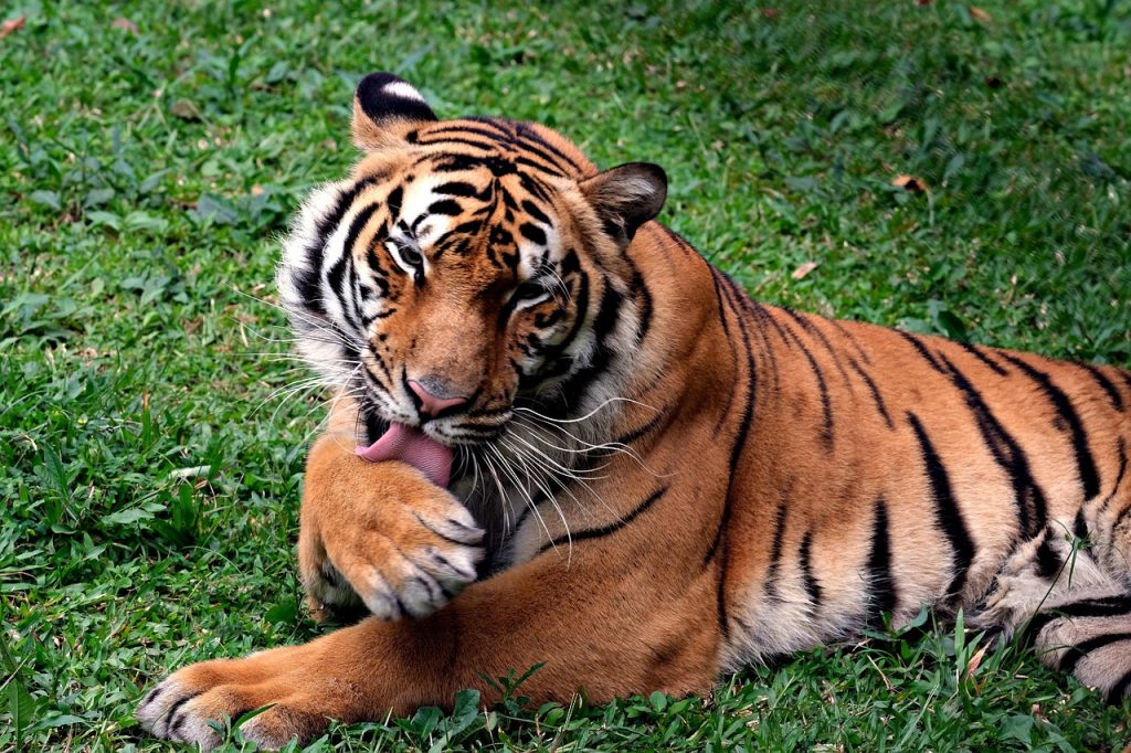 bengal-tiger-