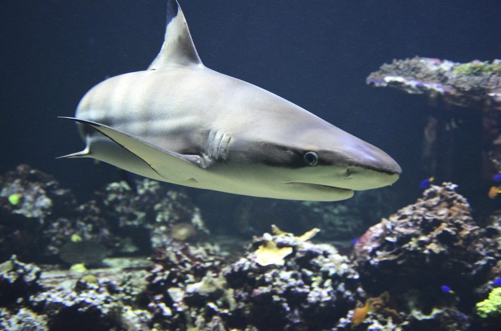 blacktip-shark-