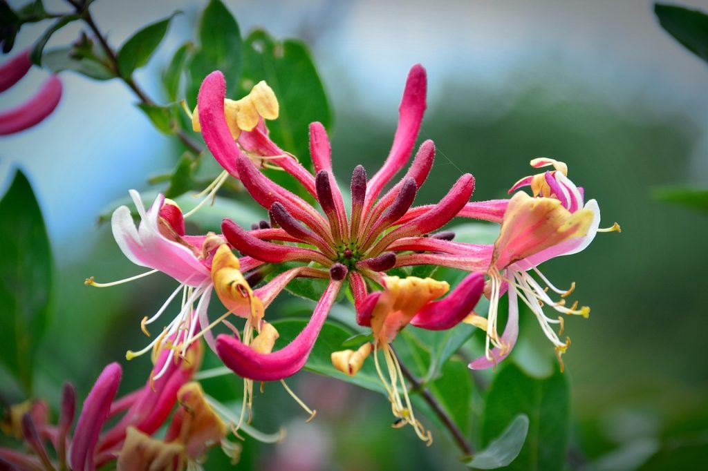 Lonicera japonica