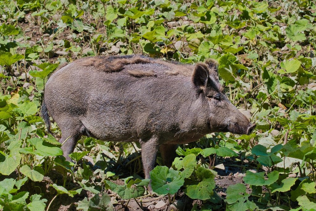 boar