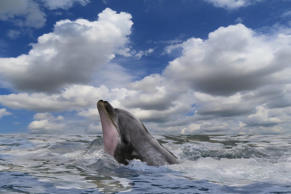 Bottlenose Dolphins
