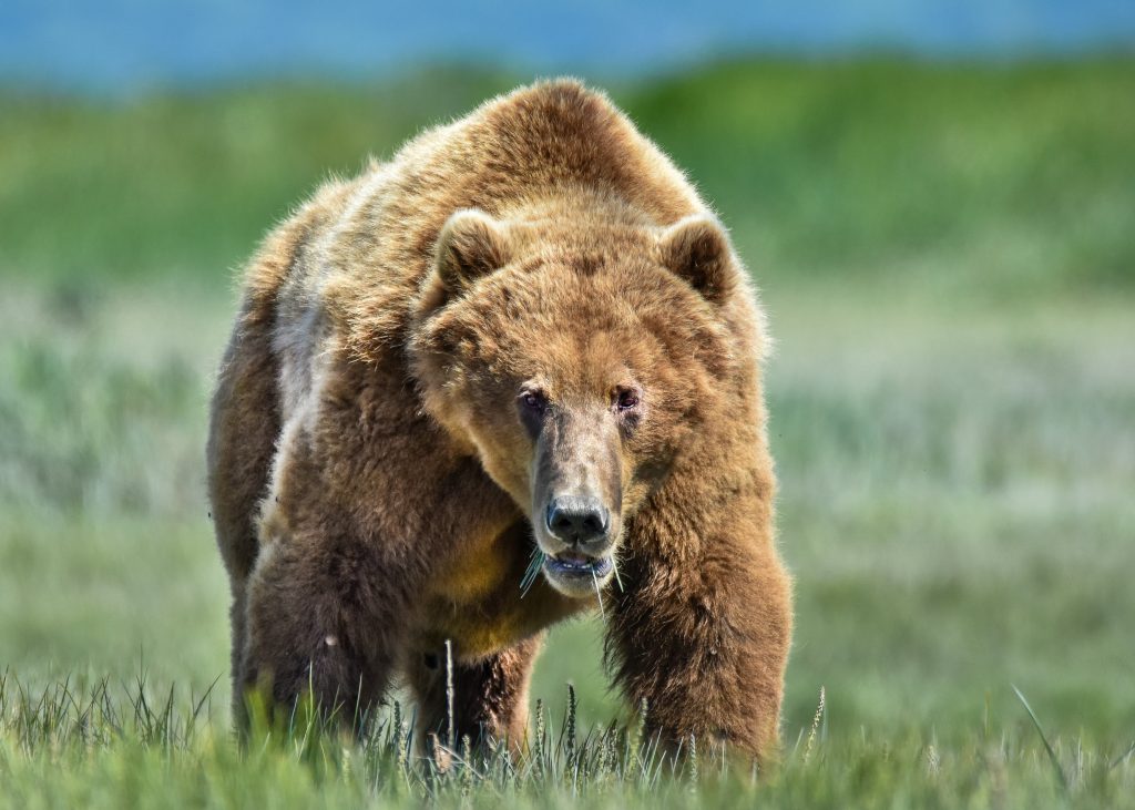 yellowstone grizzly bear meadow fall”