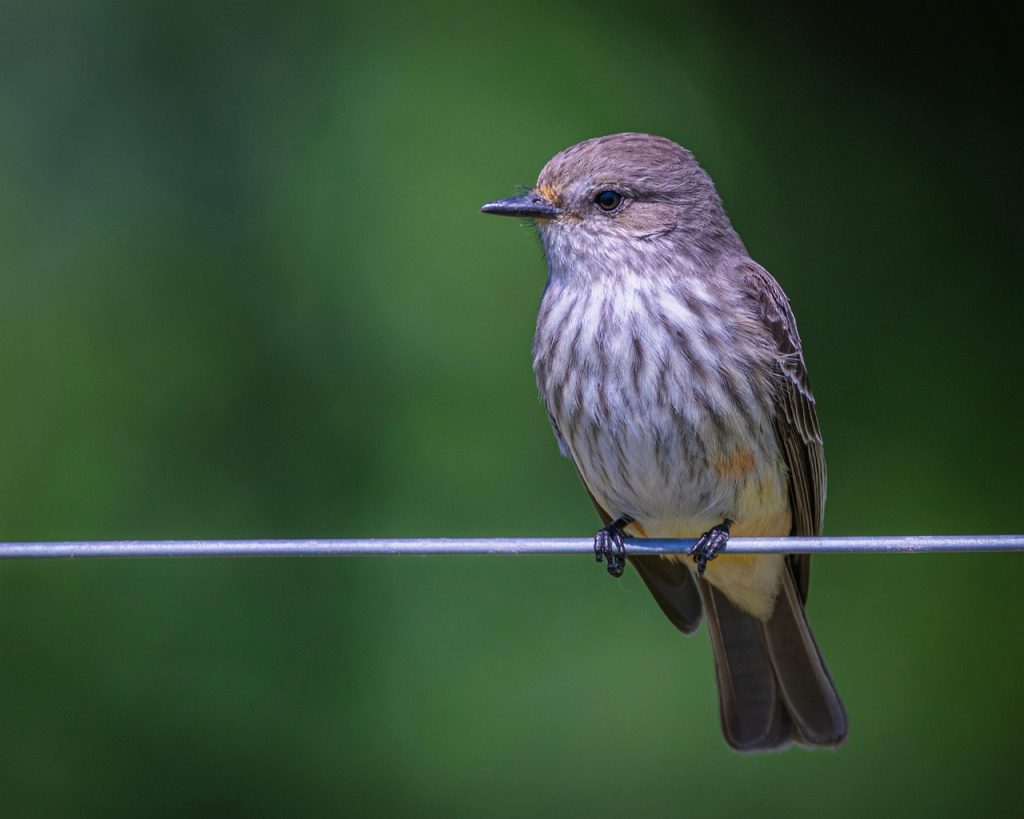 Vermilion Flycatcher female