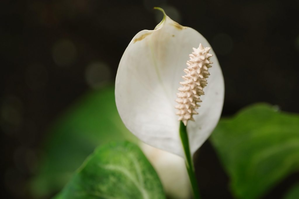 flower-peace lily
