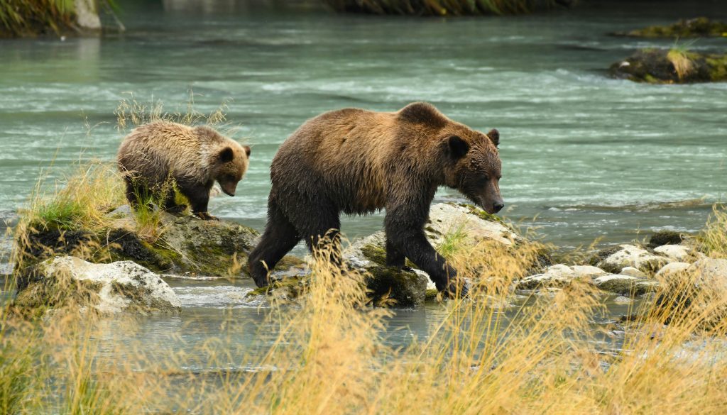 Greater Yellowstone Ecosystem grizzly habitat