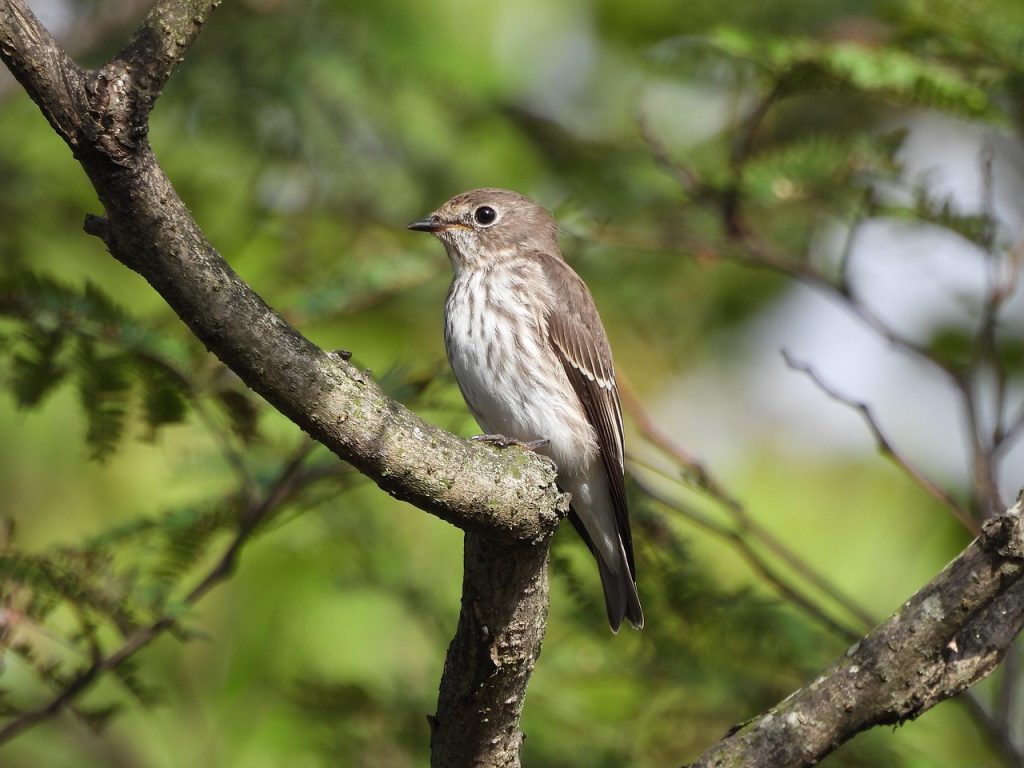 grey-streaked-flycatcher