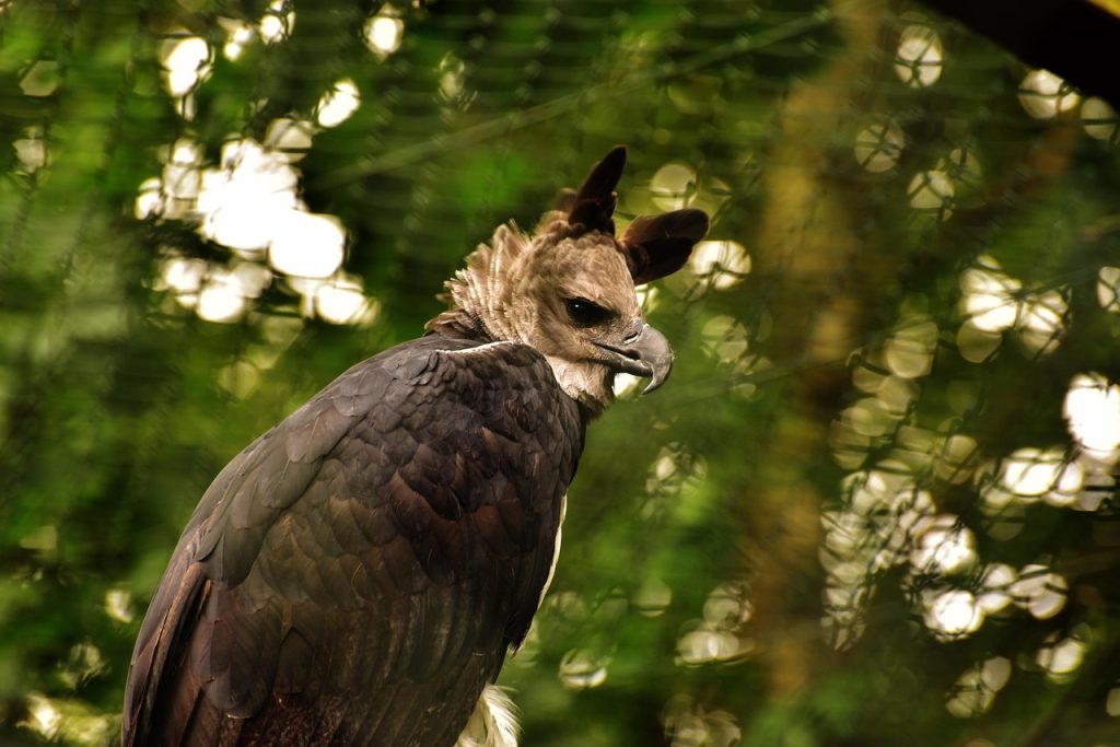 harpy-eagle