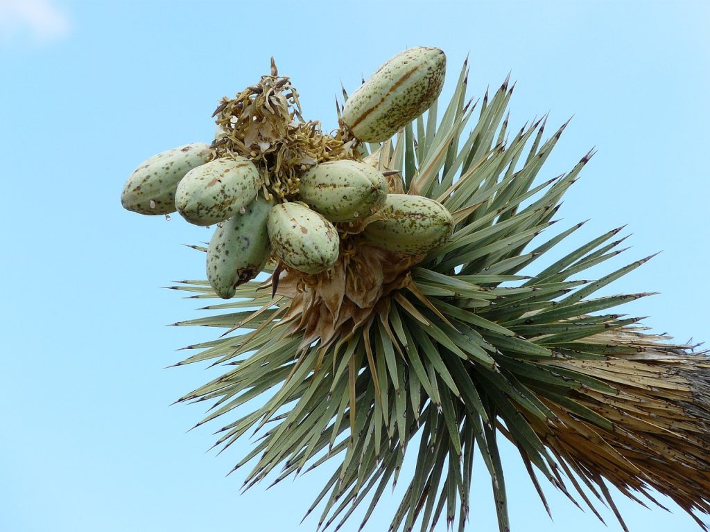 joshua-tree- fruit