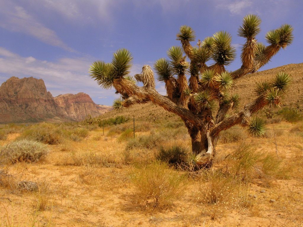 joshuatree in 2018