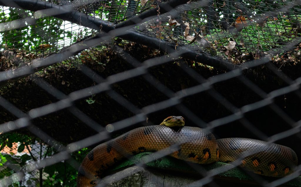 secure reptile enclosure locking lid
