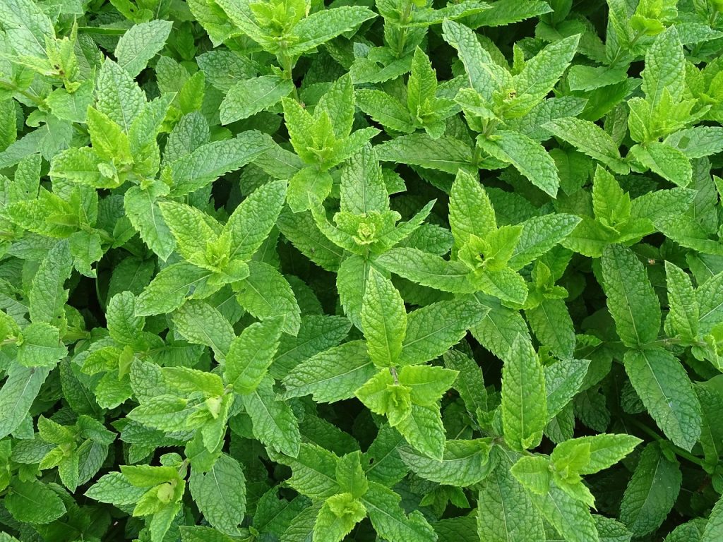 moroccan-mint-