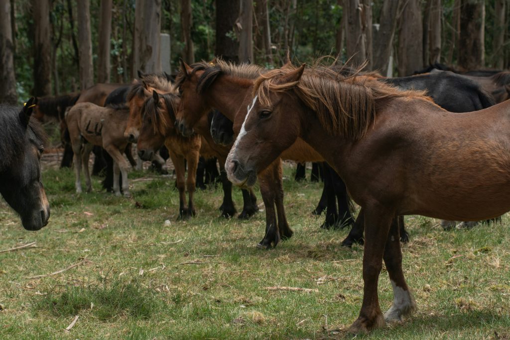 emaciated wild horses rescue