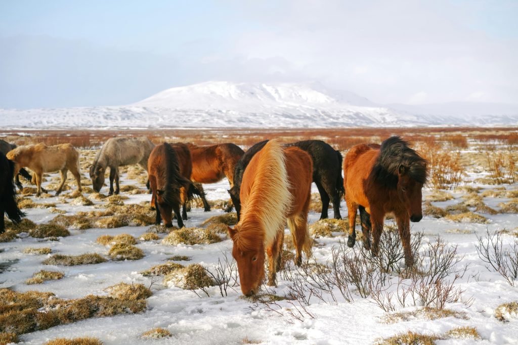 wild horses winter starvation snow