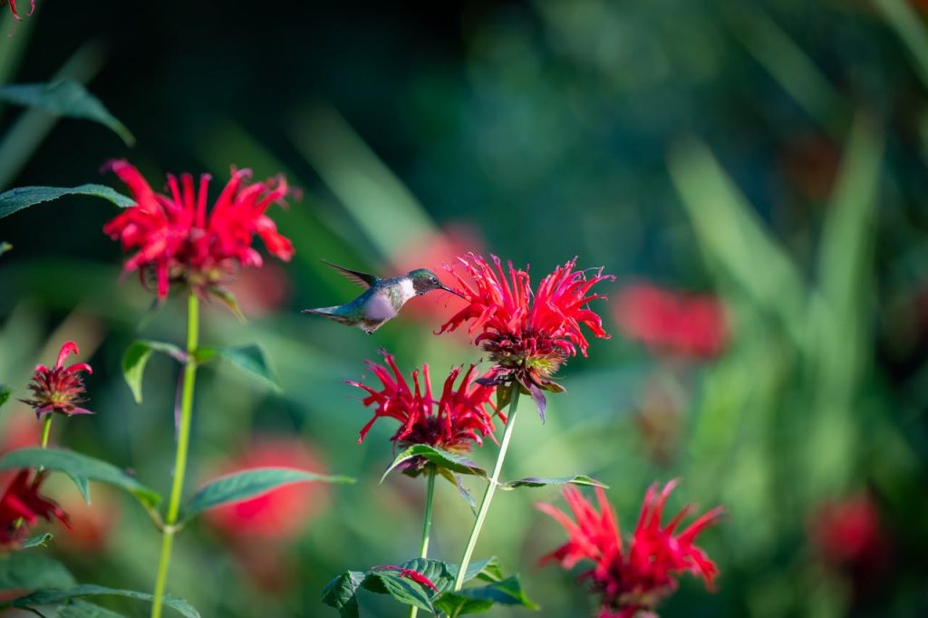 bee balm