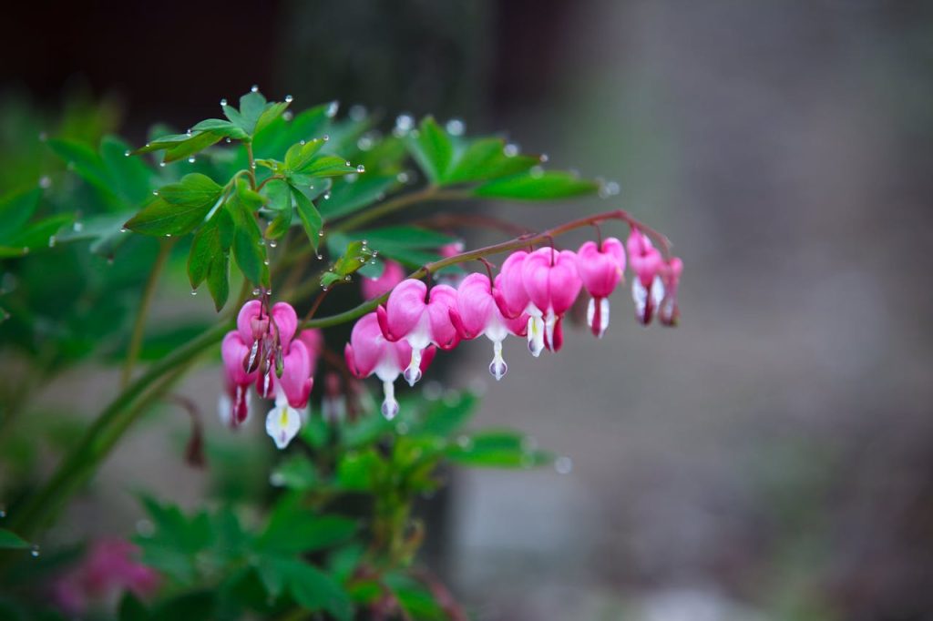 Fringed Bleeding Heart