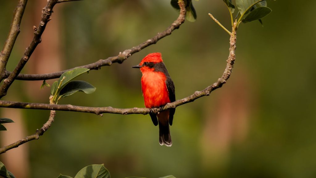 a Vermilion Flycatcher male