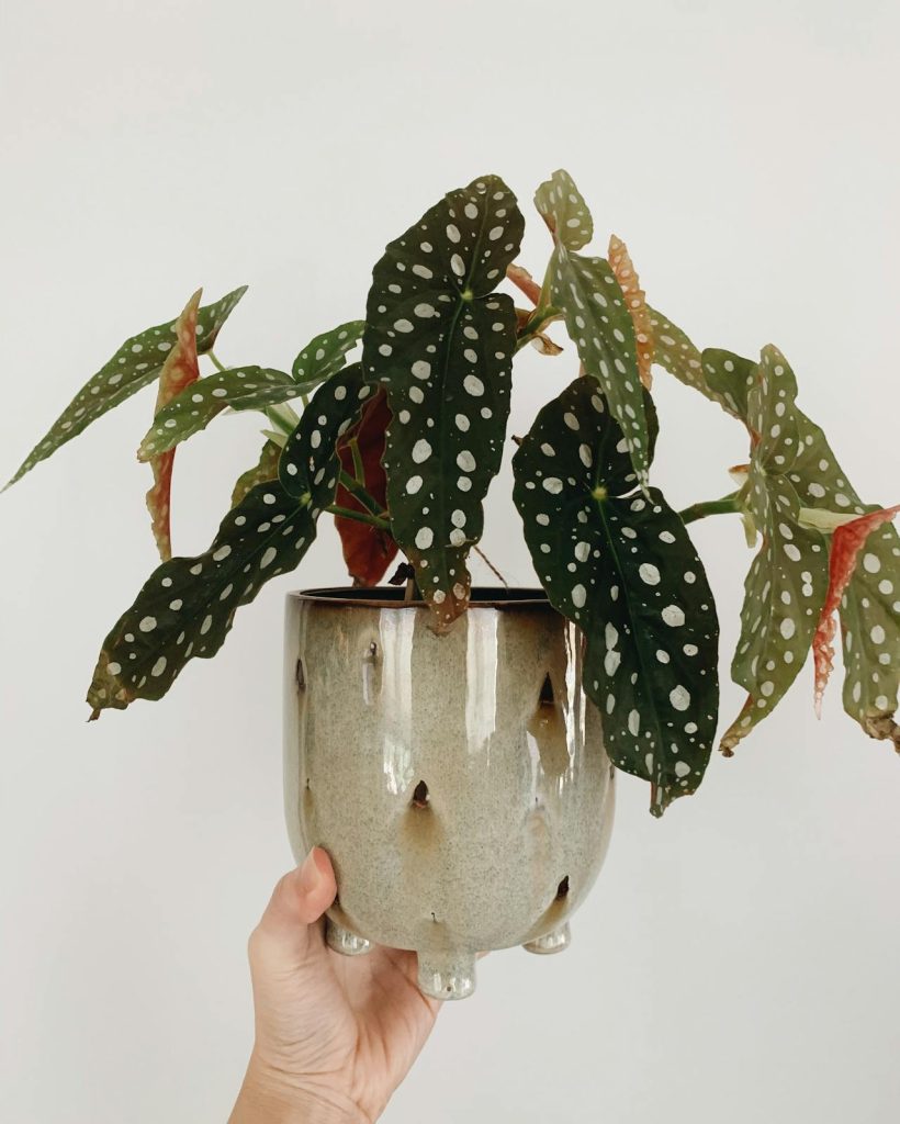 Cane Begonia