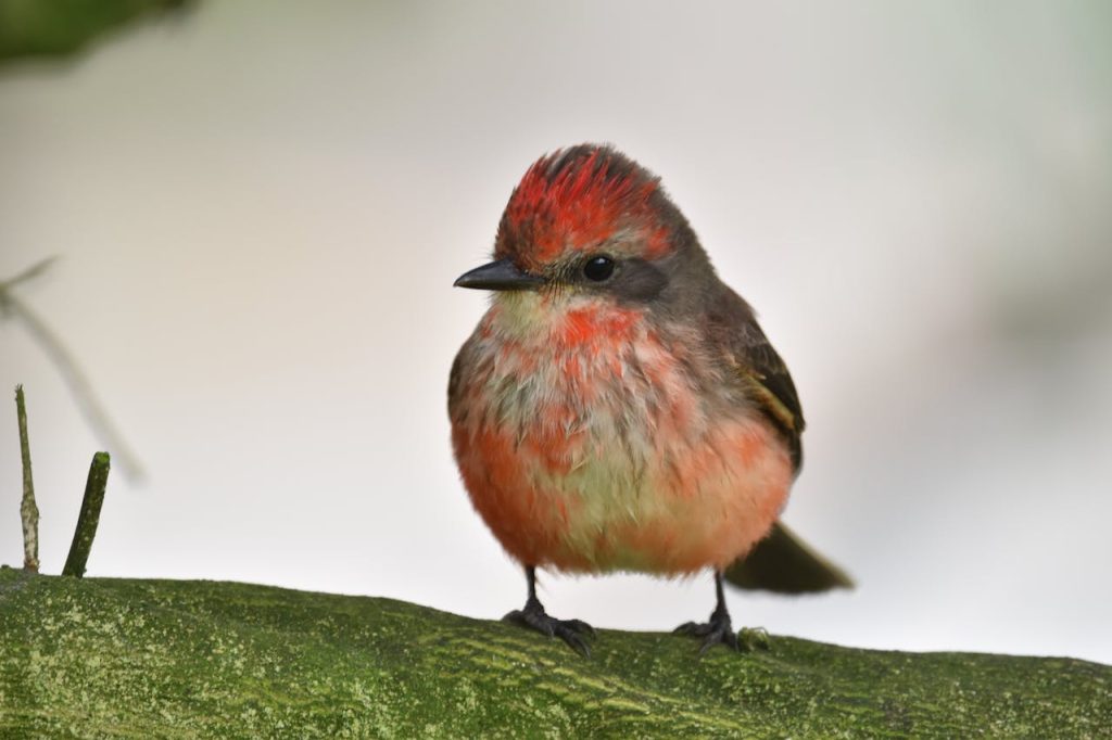 Vermilion Flycatcher Perched in Lima 