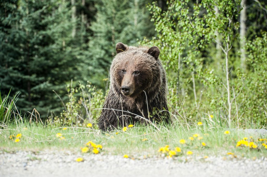 grizzly bear size comparison human Yellowstone