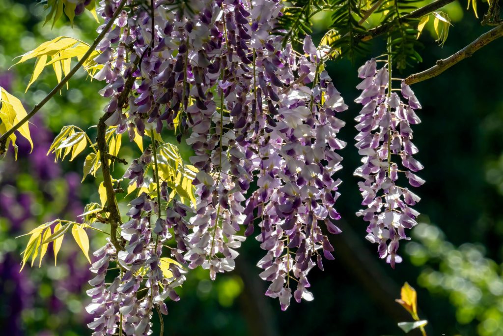 Chinese And Japanese Wisteria (Wisteria sinensis, W. floribunda)