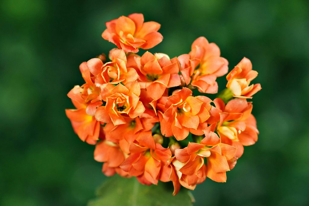 Kalanchoe