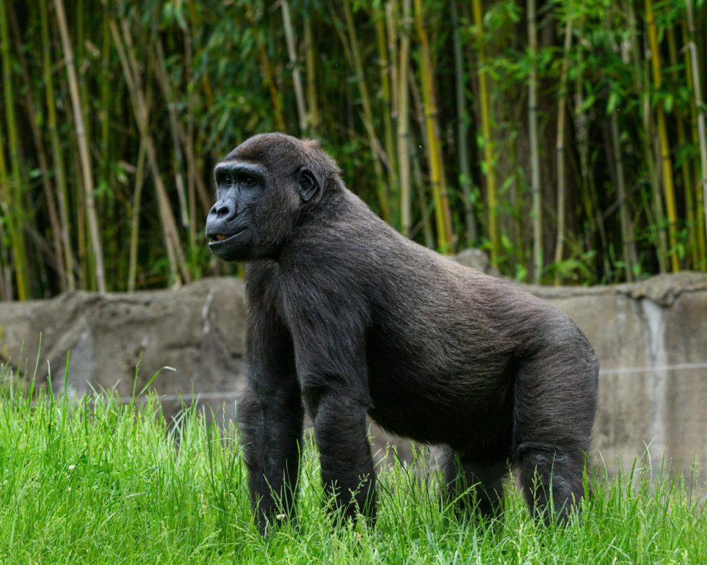 gorilla