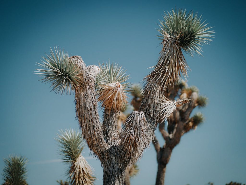joshua tree in rainy