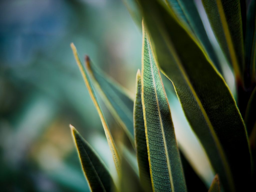 brown head sanke plant