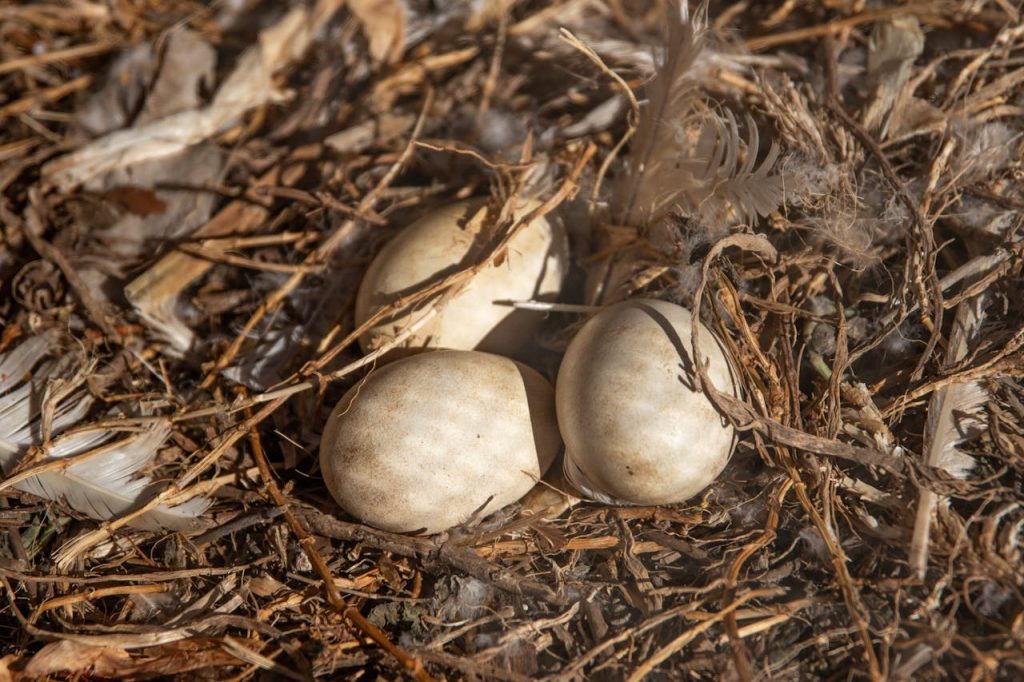 nest on ground