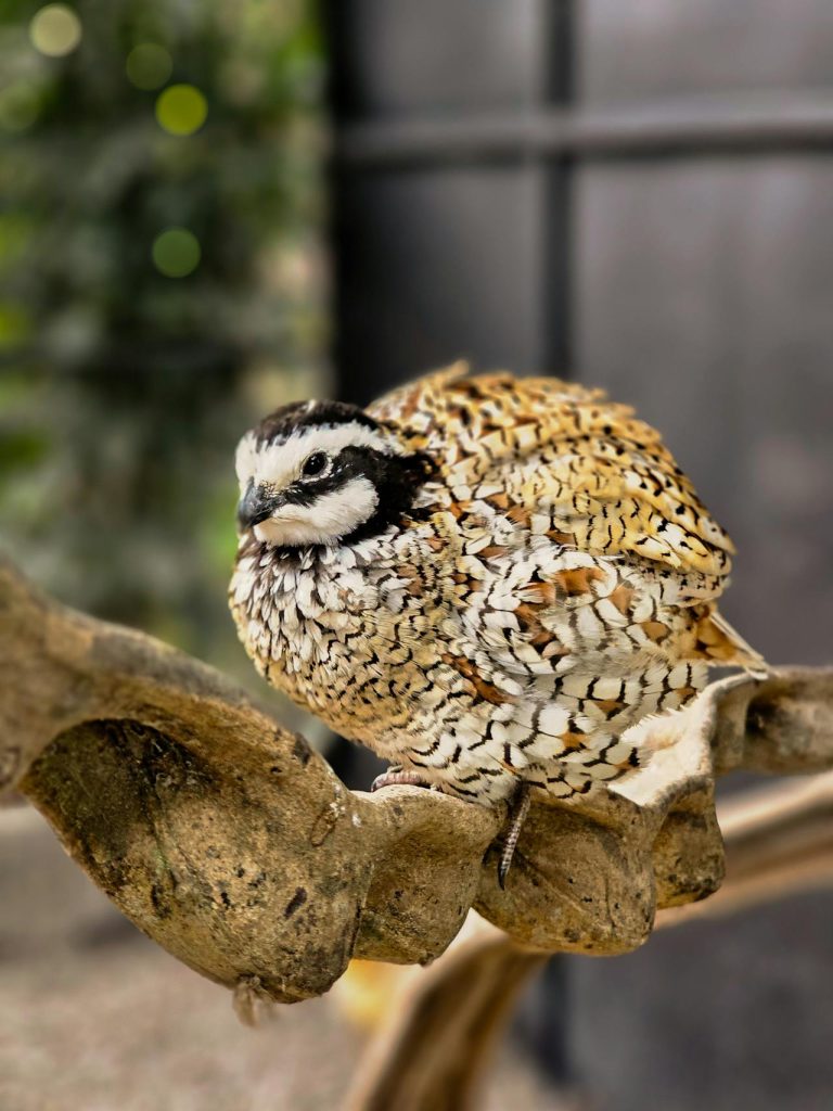 bobwhite