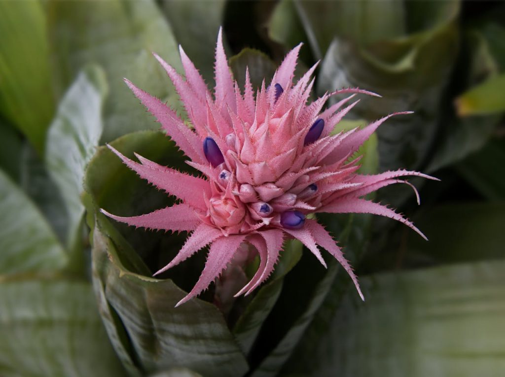 Bromeliad