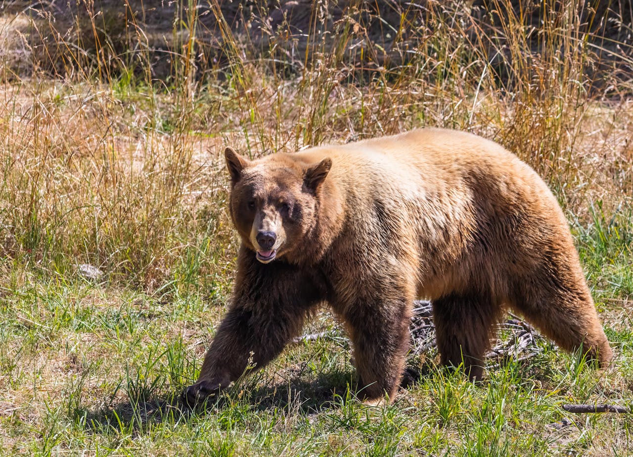 Rangers Warn What to Do if a Bear Surprises You on a Hike