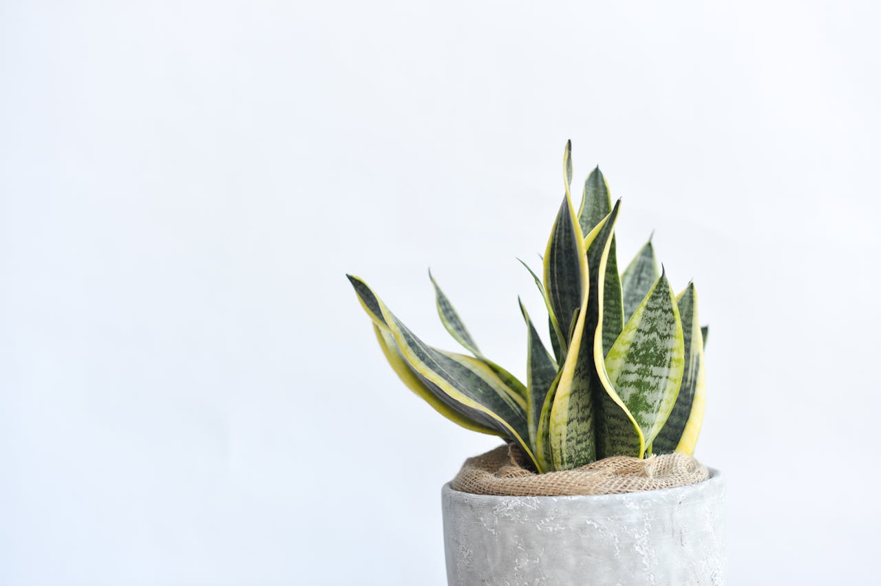 How Often Should You Water a Snake Plant? The 7 Signs You’re Doing It Wrong
