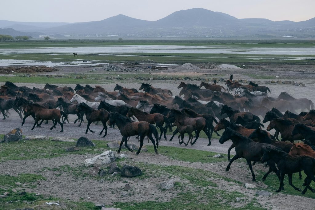 wild horses Mono Basin winter