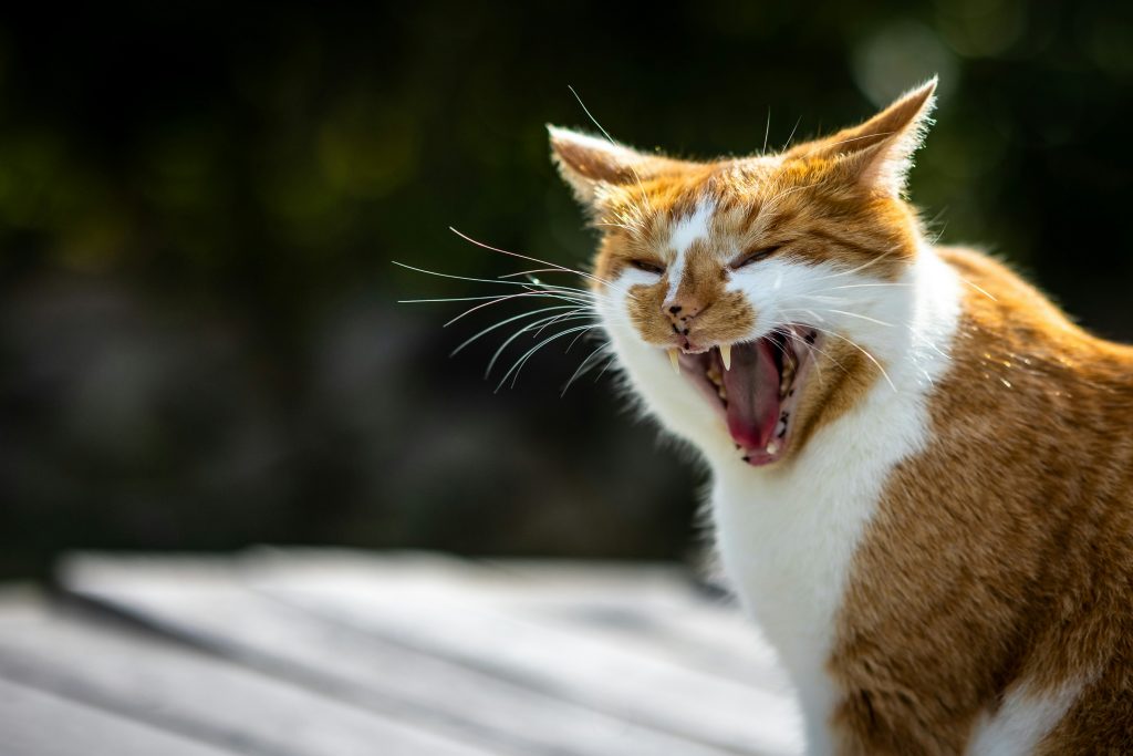 cat bite rabies warning