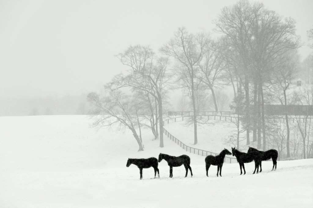 wild horses blizzard wind snow