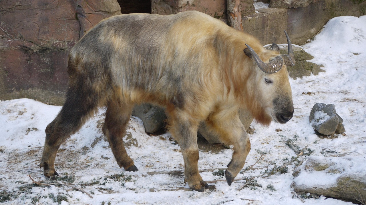 sichuan-takin-
