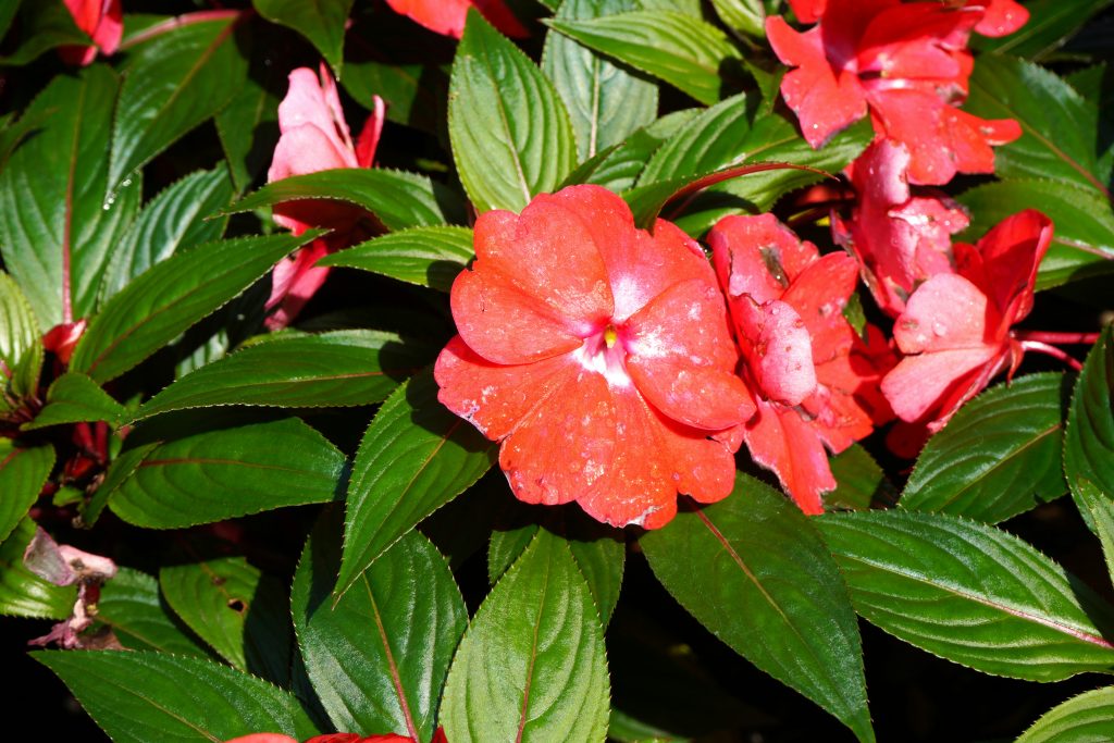 New Guinea Impatiens