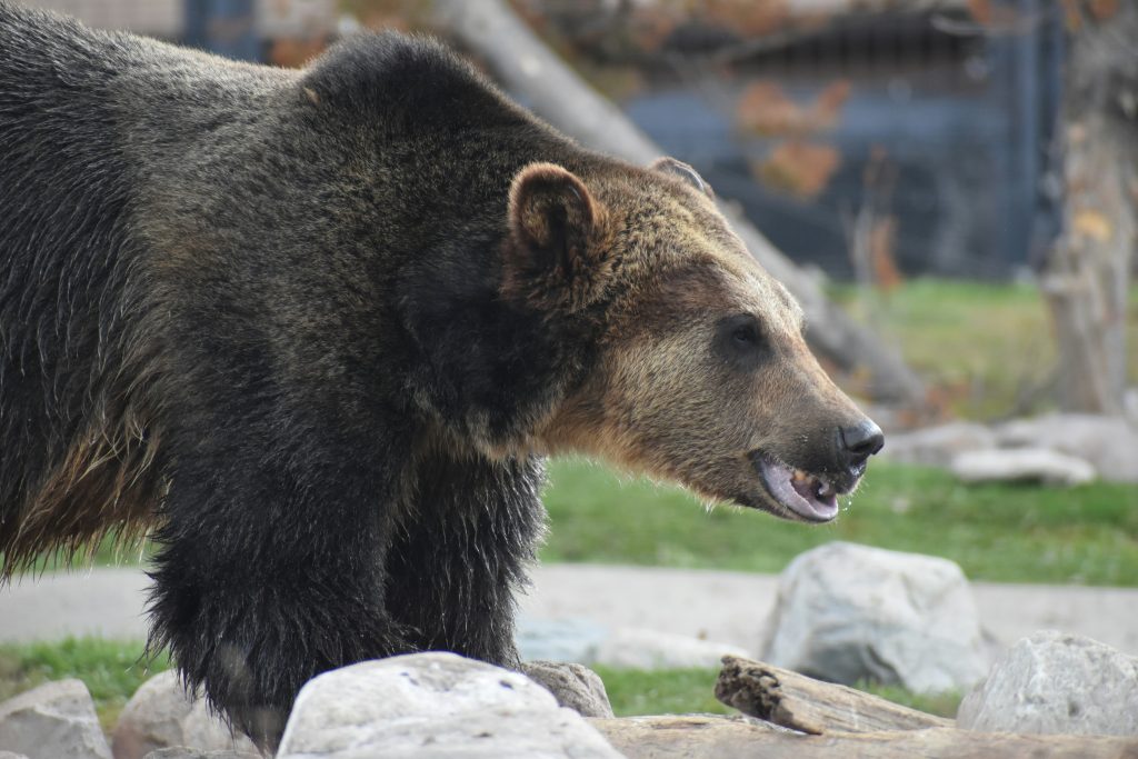 Yellowstone grizzly
